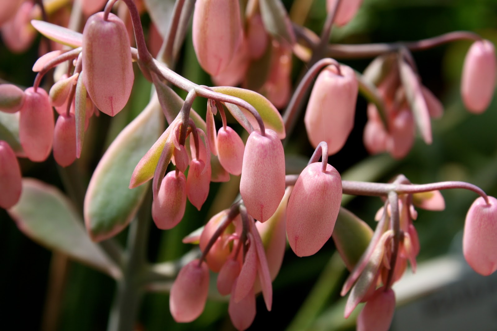 Vivero Growers Garden Happy GBBD!