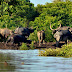 Supreme Court Bans Mining Along Kaziranga National Park