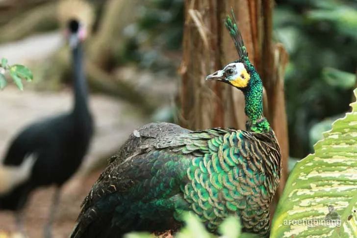 taman burung tmii jakarta