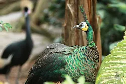 taman burung tmii jakarta