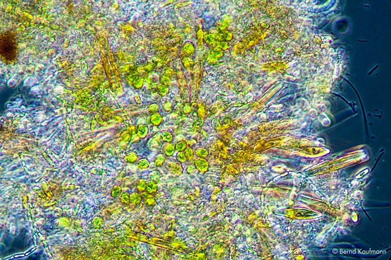 aquamax das log zur site Fotos des Tages Biofilme, Mikroflora