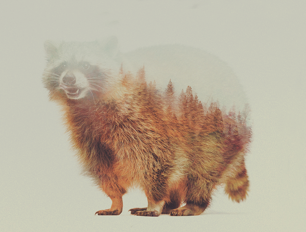 10-Raccoon-Andreas-Lie-Animals-in-Photographic-Double-Exposures-www-designstack-co