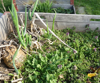 Verwildertes Hochbeet mit großer Kohlrabi vom Vorjahr Verwildertes Hochbeet mit großer Kohlrabi vom Vorjahr