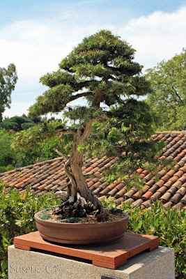Real Jardín Botánico - Madrid Real Jardín Botánico - Madrid