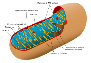 disfunzione erettile dellacetil carnitina
