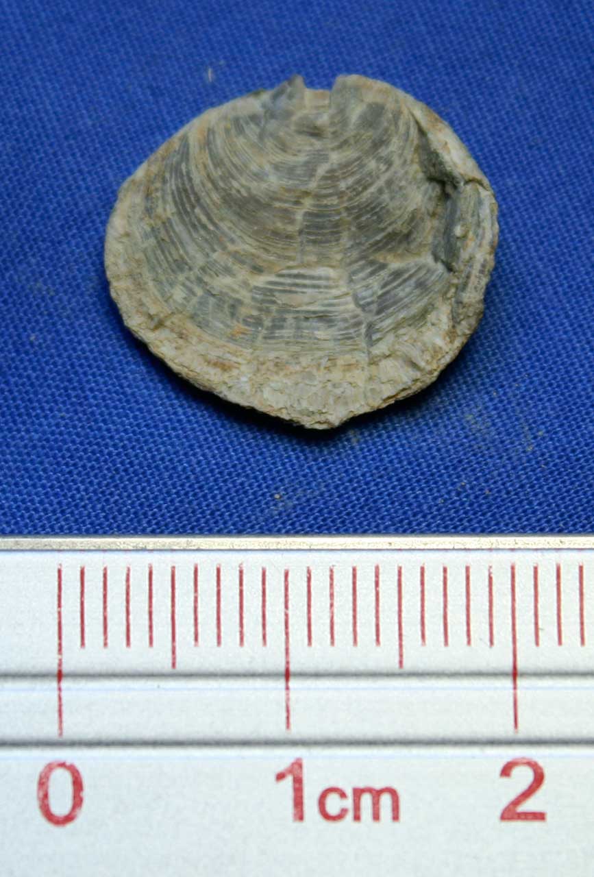 Louisville Fossils and Beyond Cliothyridina sublamellosa Brachiopod