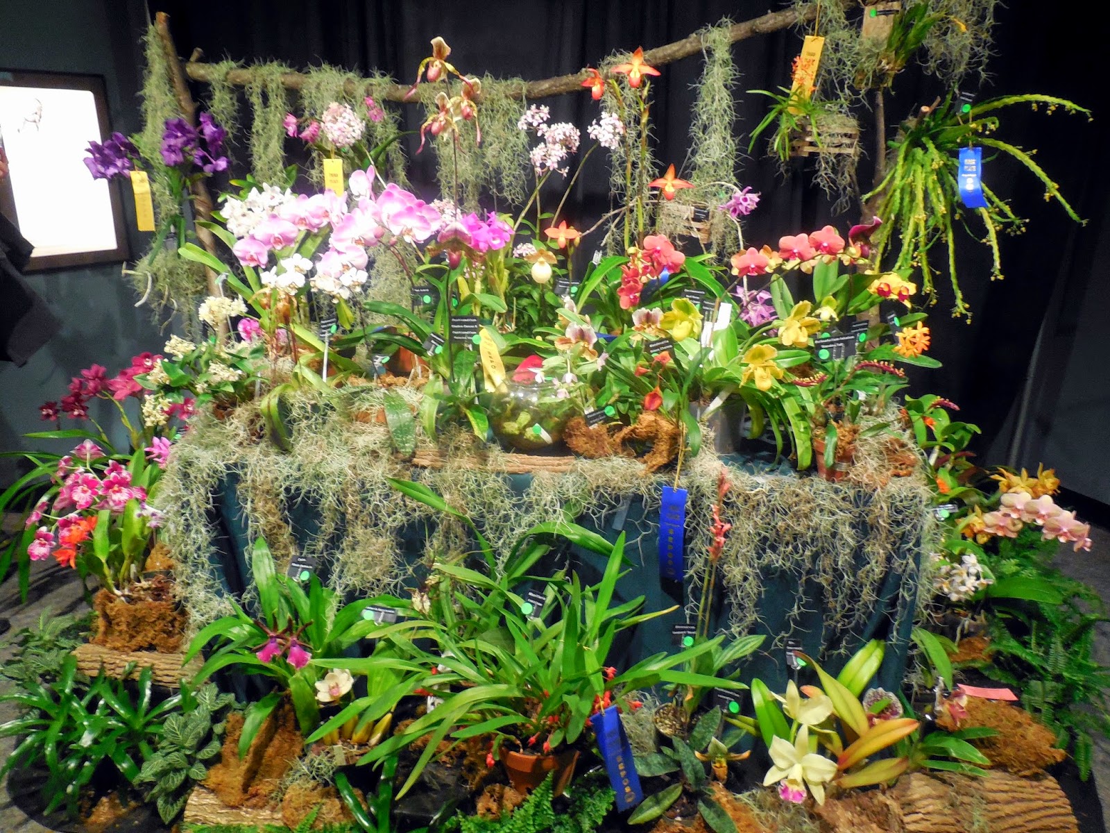 The College Gardener The SEPOS Orchid Show