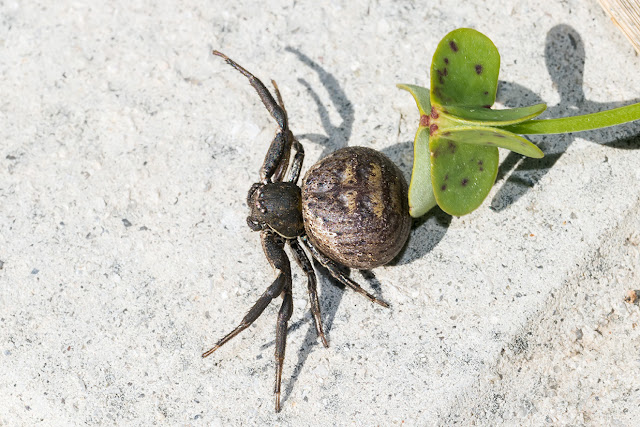 Xysticus sp. (II) @ Antonio J. Pizarro