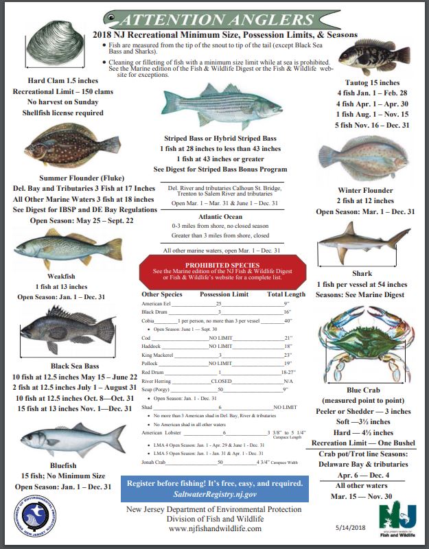 Endangered New Jersey 2018 New Jersey Recreational Minimum Size