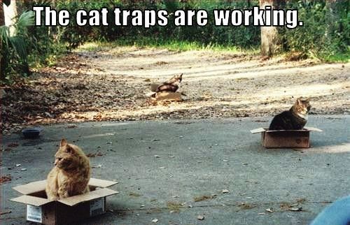 Funny animal pictures, cute cat images, cute cat pics Funny cat pictures gallery, okay google funny cat pictures, search funny cat pictures, funny cat pictures to share on facebook, funniest cat images ever