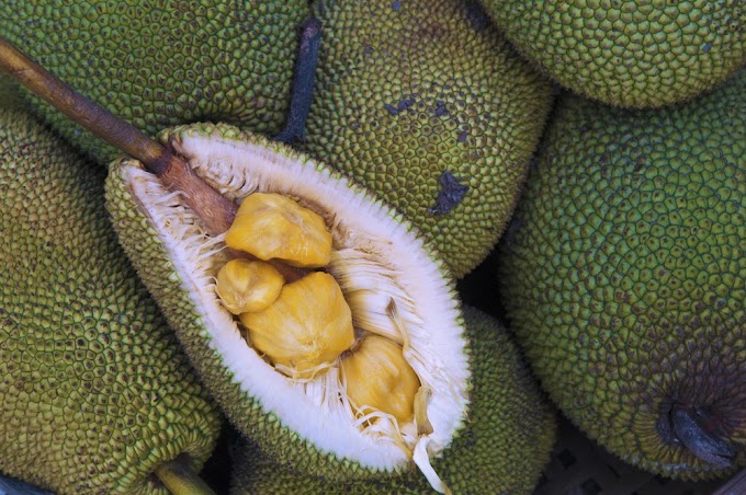 FRUTA FEDORENTA CAUSA EVACUAÇÃO DE UNIVERSIDADE NA AUSTRÁLIA