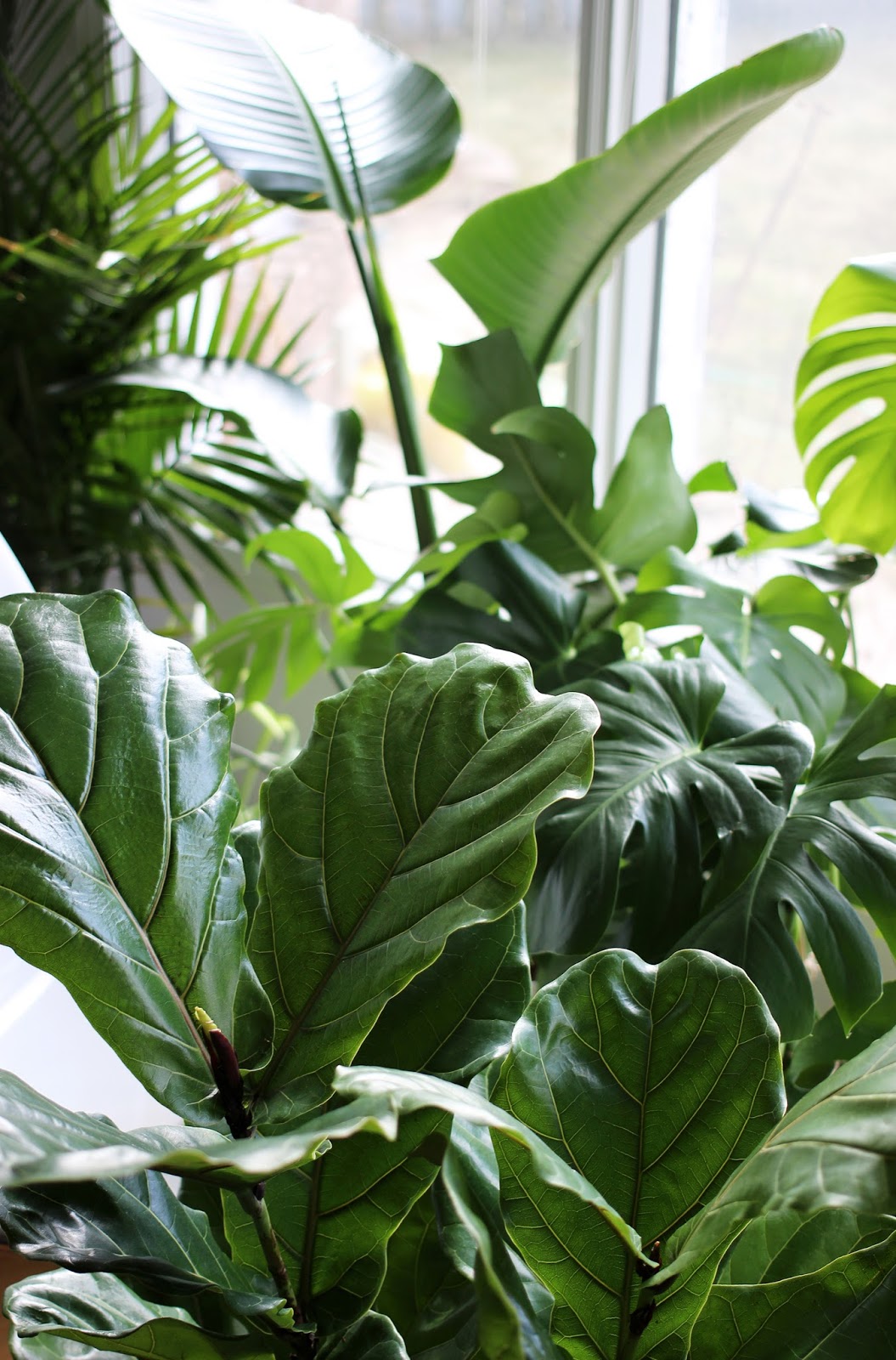 House Plant Tour Bahnaesa