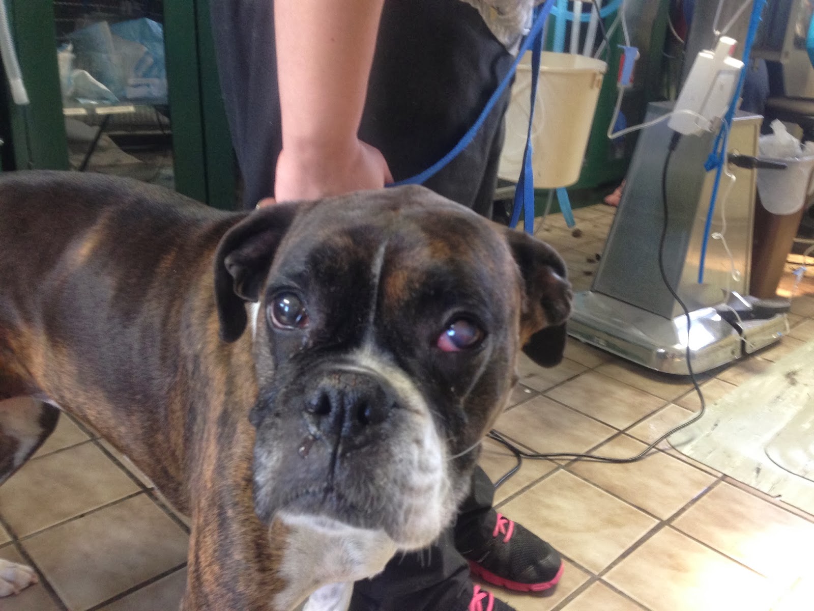 boxer dog eye ulcer treatment