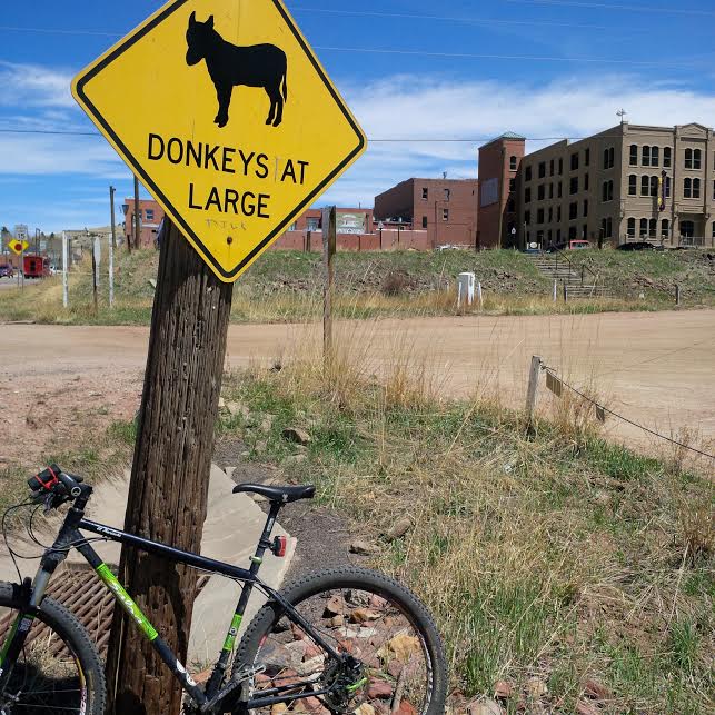 pittbrownie Gold Belt