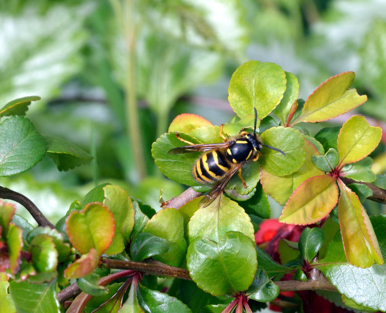 North Fife: Queen Wasp