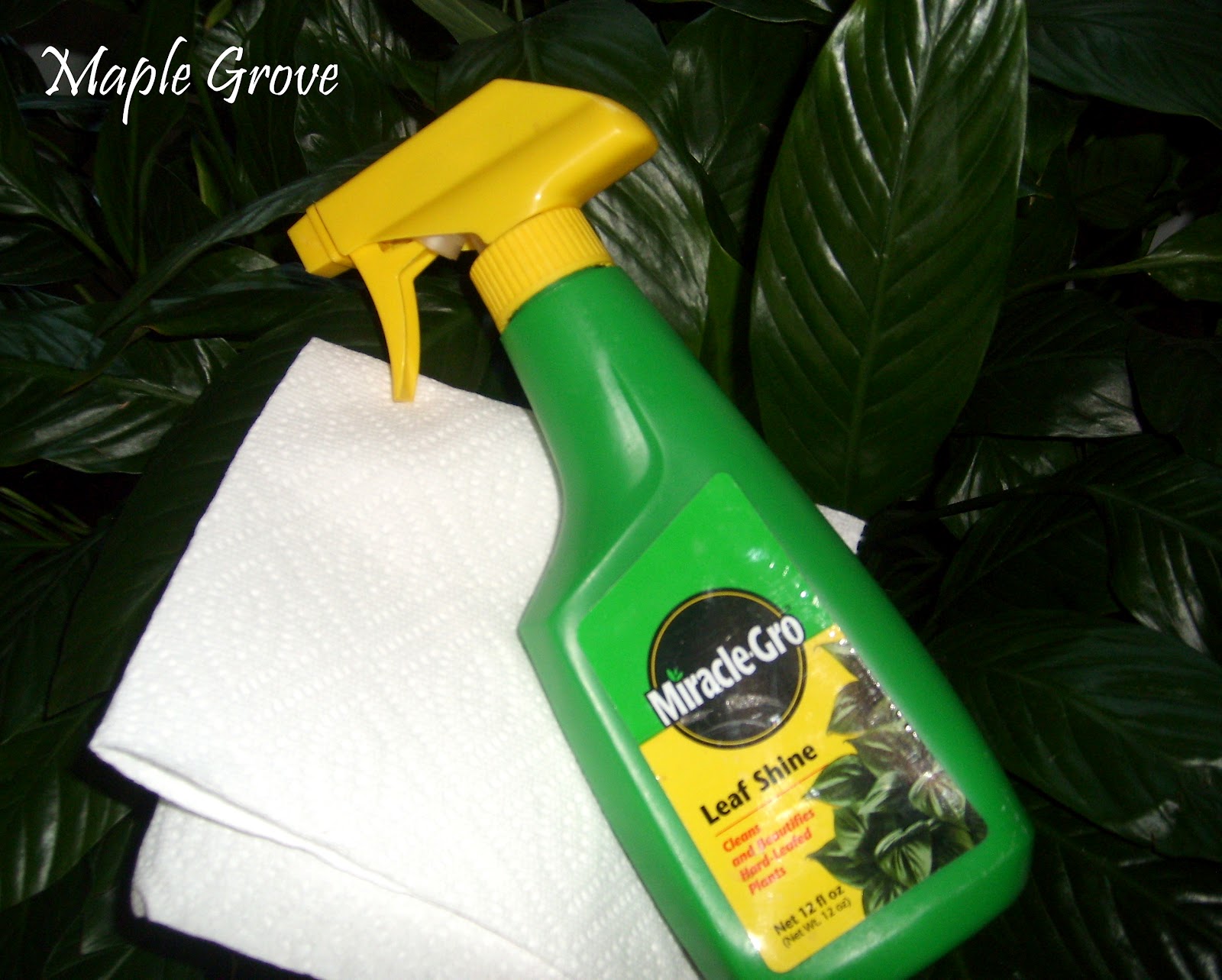 Maple Grove Houseplant Makeover