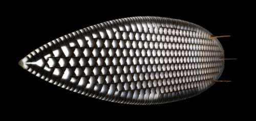 Cardboard Core Honeycomb Surfboard by Mike Sheldrake Cardboard Core Honeycomb Surfboard by Mike Sheldrake