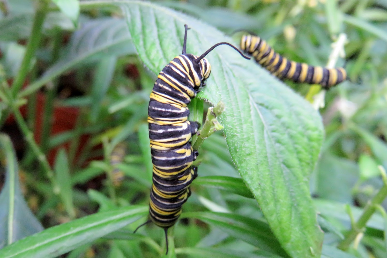 Bodenseewellen: Schmetterlinge im Winter