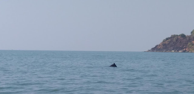 Dolphin View from Boat South Goa