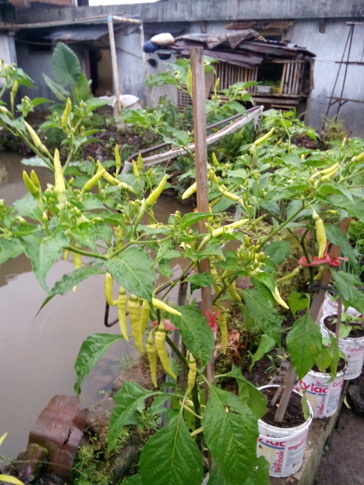 Update Berkebun Sayur Di Polybag, Paling Baru!