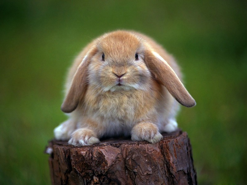 Біологія: Про кроликів