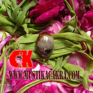 Cincin Mustika Kewibawaan tingkat Tinggi Cincin Mustika Kewibawaan tingkat Tinggi