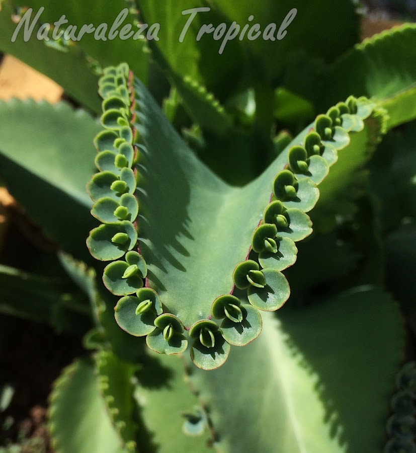 Hijuelos en el margen de una hoja de la planta suculenta Kalanchoe laetivirens