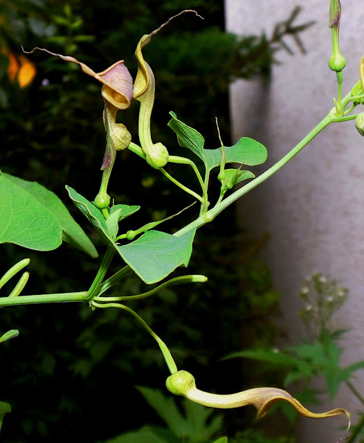 Northern Pipevine (Aristolochia contorta)