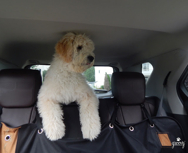 Pawsome Pet of the Week Jax the Goldendoodle Puppy Pawsitively Pets