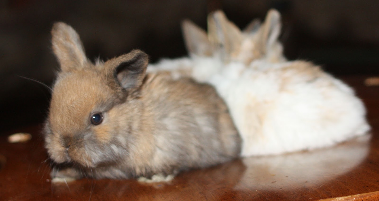 Silver Gate Rabbitry Bunny Blog Holland Lop Baby Pictures!!!