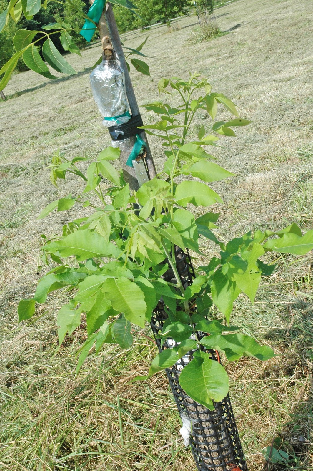 Northern Pecans Midsummer tree training of newly grafted pecan tree