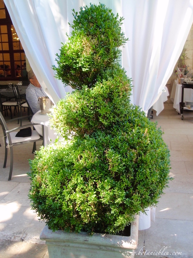 The Plant Hunter Boxwood Alternatives