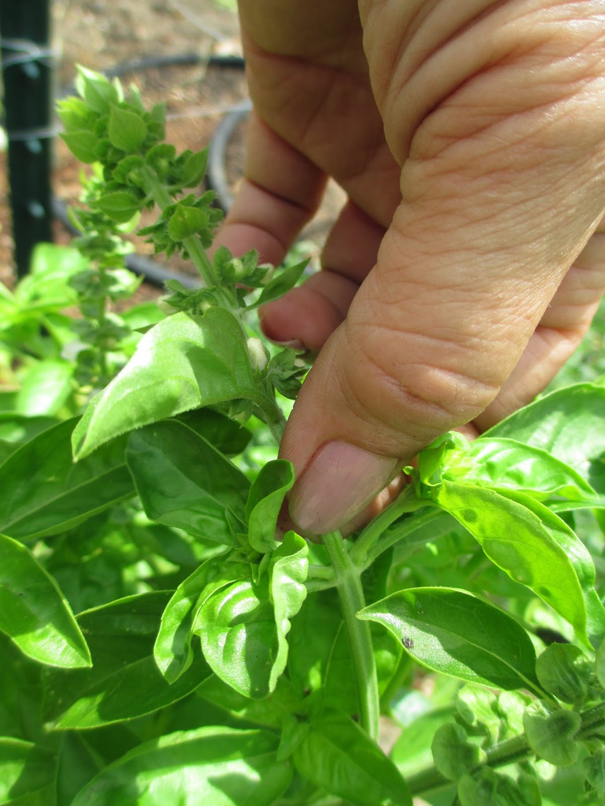 Andie's Way Deadheading to Prolong The Harvest Tips for Beginners