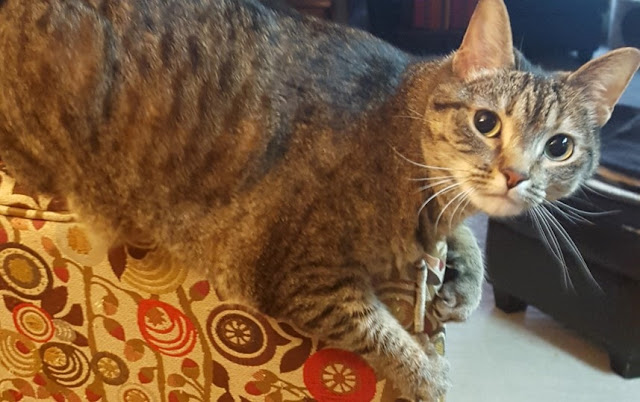 Meet Crypton fabric, this boho kitty mama’s home decorating BFF - Maisie 1 BoHoHome.com @bohosusan