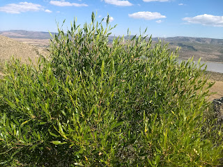 Dodonaea viscosa, Chapulixtle Dodonaea viscosa, Chapulixtle