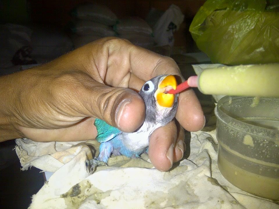 Simak 4 Jenis Lampu Untuk Ternak Lovebird Wajib Diketahui