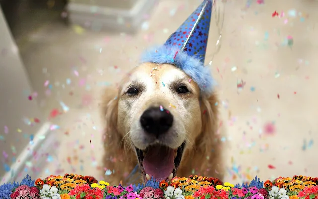 Foto van een jarige hond, met feesthoed, confetti en bloemen