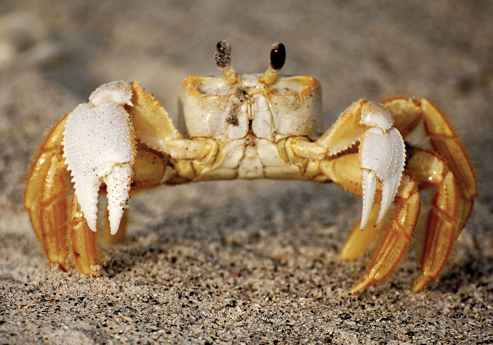 Crab | Wild Life World