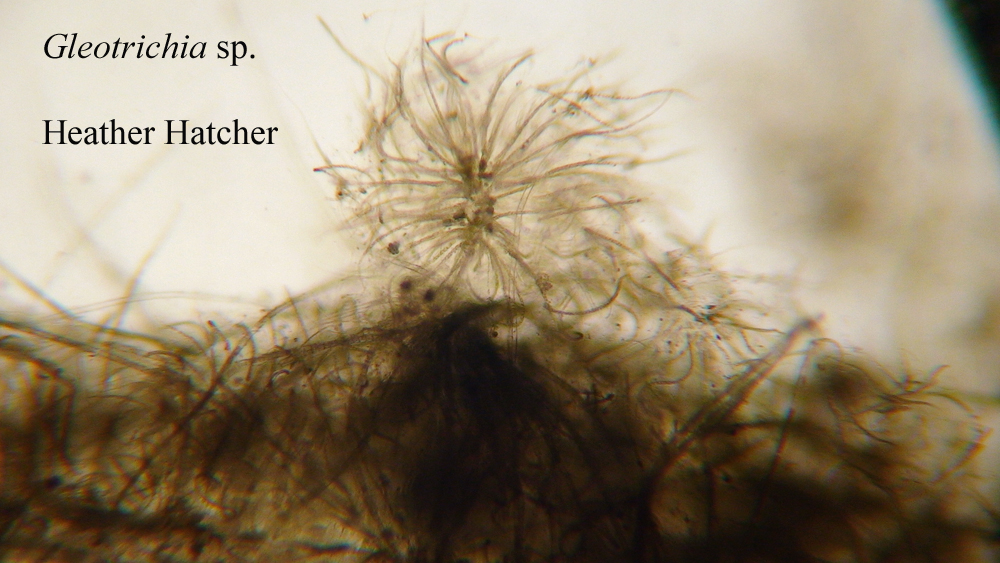 Heather's Botany 111 Blog
