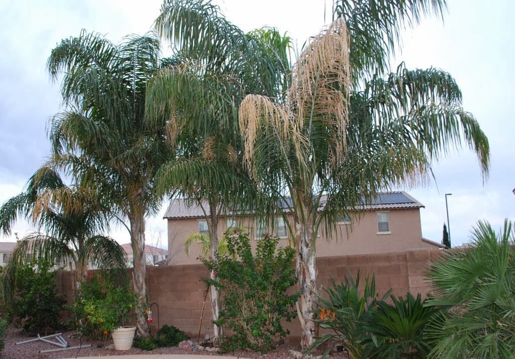 Arizona Backyard Palm Trees Queen Palm