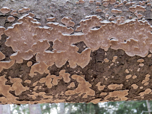 fungus on birch tree