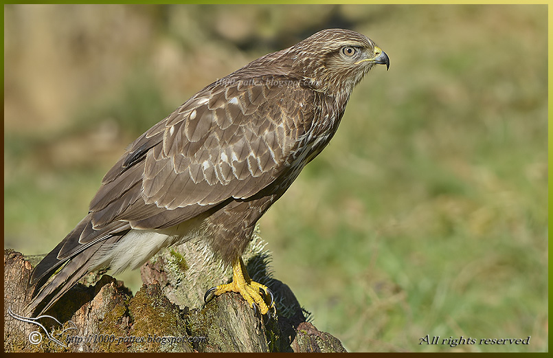 Buzzards and Photoshop tutorial OIS BuseVariable D7100 0544 210114