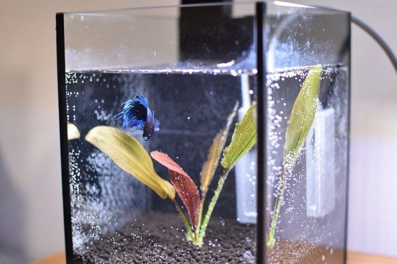 The Best Betta Tank Chronicles The Best Betta Tank Chronicles