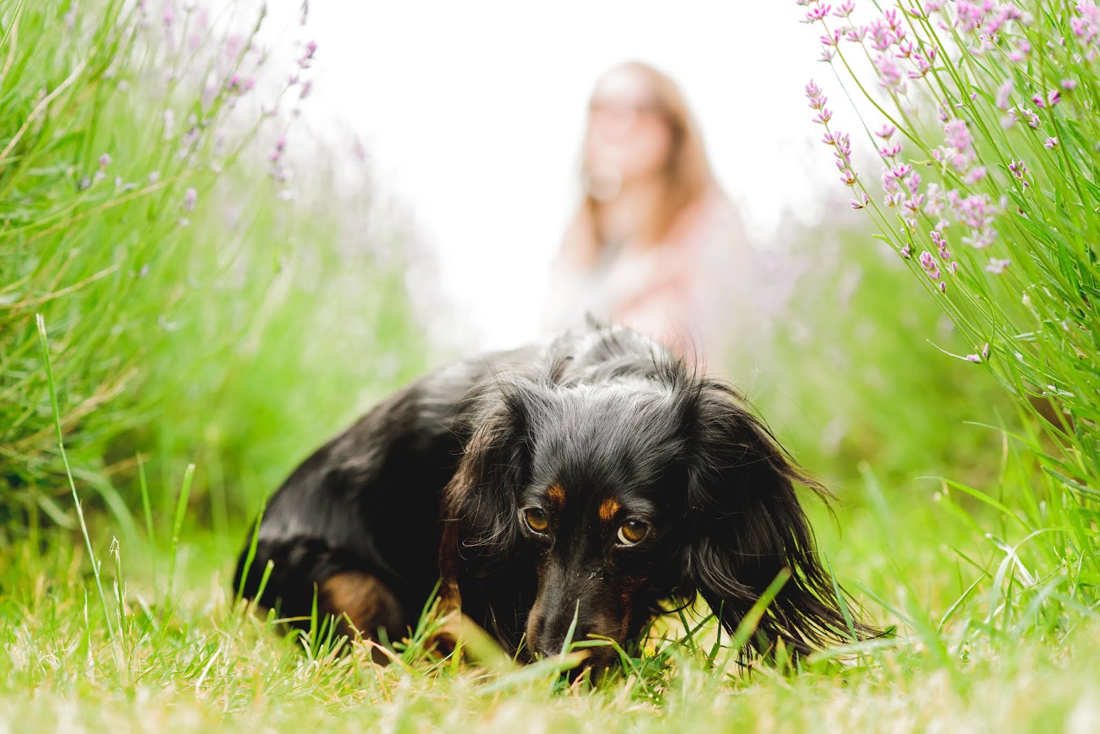 liquidgrain liquid grain lavender fields mayfield dachshund uk liquidgrain liquid grain lavender fields mayfield dachshund uk