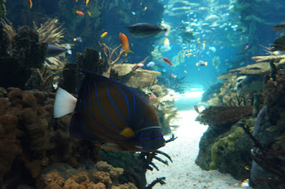 Oceanario-Parques das Naçoes-Lisbonne-Portugal