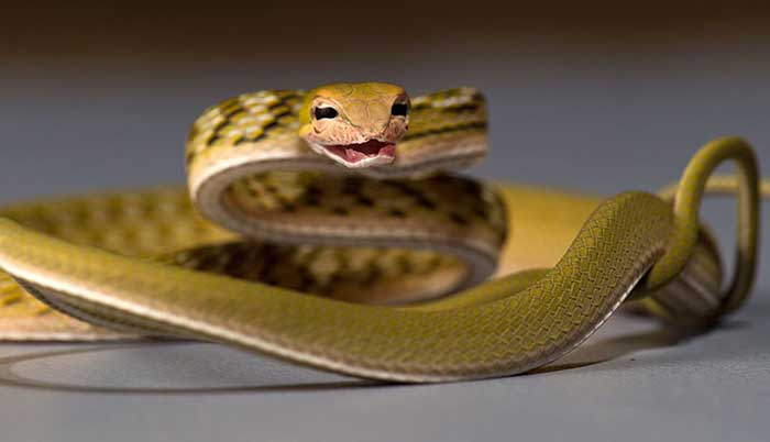 Snake Snake