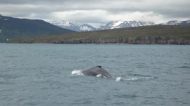 whale watching a Dalvik humpback whale
