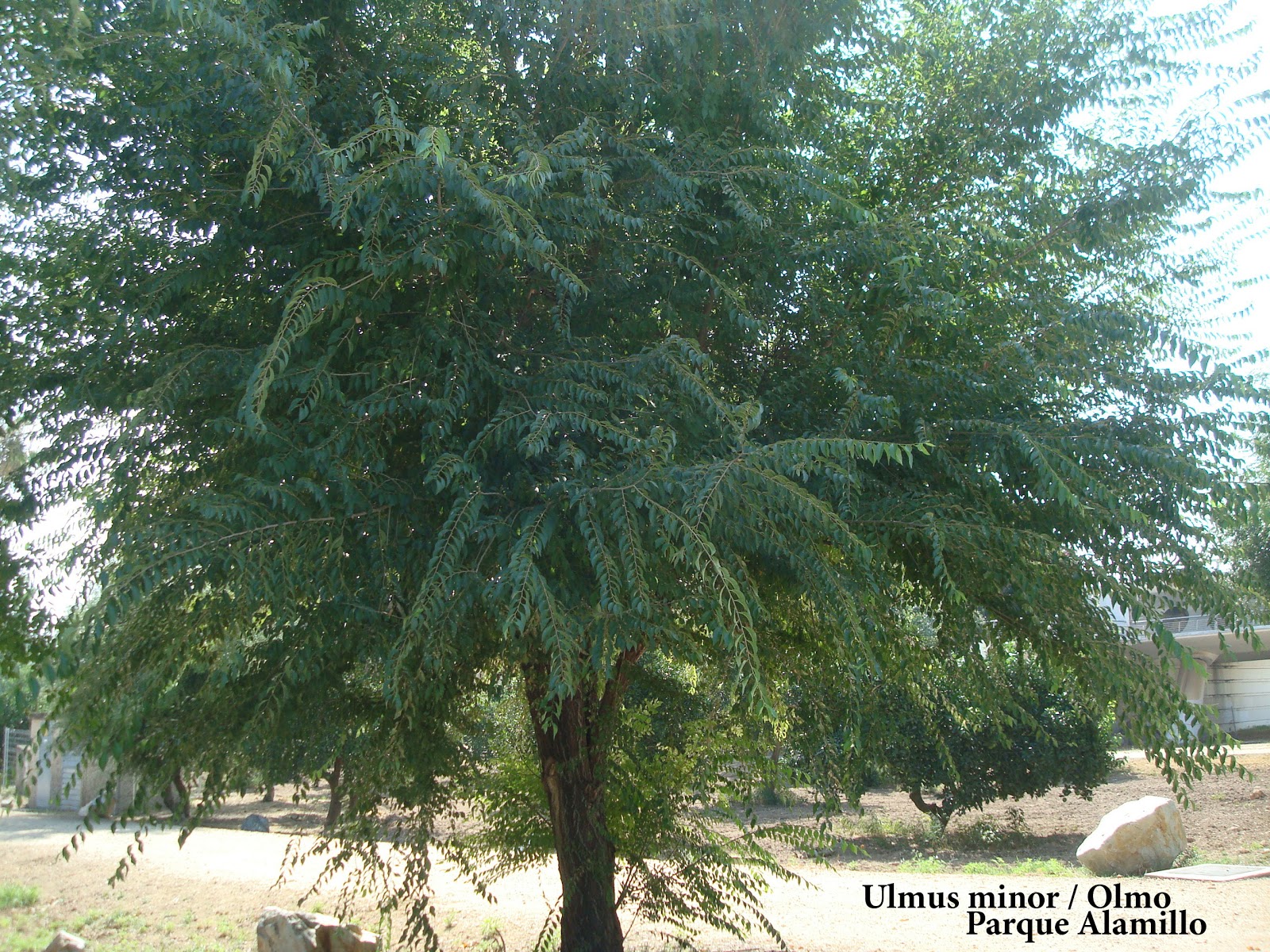 elarbolmiamigo-encinarosa: Olmos / Ulmus Minor