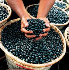 pillole naturali di dieta di bacche di acai