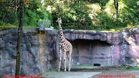 The Oregon Zoo - Giraffe